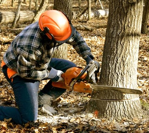 Tree Removal in Adamstown, MD